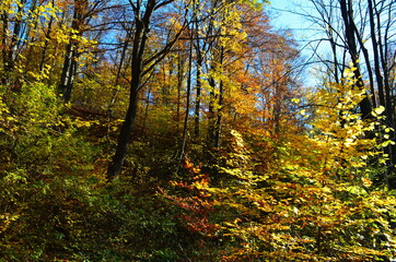 Fototapeta premium Golden autumn scene in a park, with falling leaves, the sun shining through the trees and blue sky