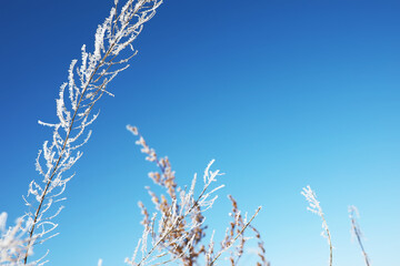 Plant covered with snow against the blue sky. Winter frost and ice crystals on grass. Selective...