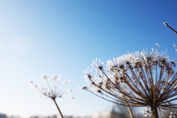 Plant covered with snow against the blue sky. Winter frost and ice crystals on grass. Selective...