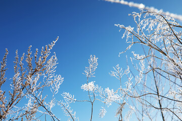 Plant covered with snow against the blue sky. Winter frost and ice crystals on grass. Selective focus and shallow depth of field.