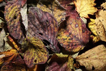 集まった落ち葉