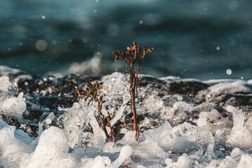Waves crashing over a flower on a rock