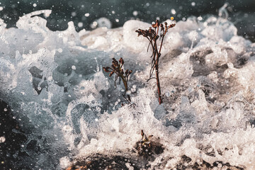 Waves crashing over a flower on a rock