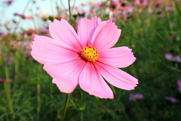 Fototapeta premium Gesang flowers in the park, China