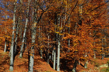 Golden autumn scene in a park, with falling leaves, the sun shining through the trees and blue sky