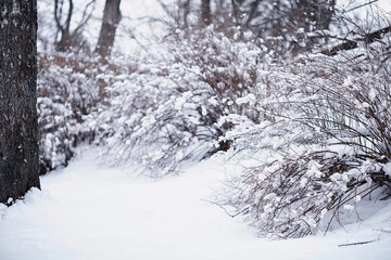 Winter forest landscape. Tall trees under snow cover. January frosty day in the park.