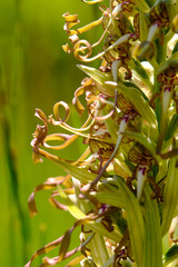 Obraz premium Bocks-Riemenzunge oder Bocksorchis, Himantoglossum hircinum