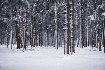 Winter forest landscape. Tall trees under snow cover. January frosty day in the park.