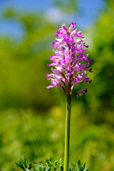 Helm-Knabenkraut, Orchis militaris,  Helmknabenkraut