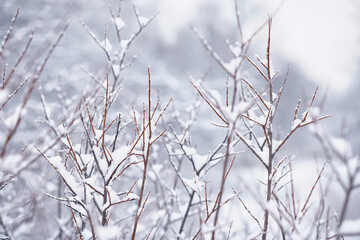 Winter forest landscape. Tall trees under snow cover. January frosty day in the park.