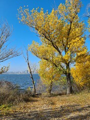 autumn in the park