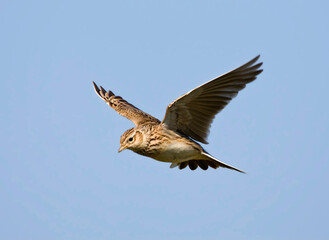 Veldleeuwerik, Eurasian Skylark, Alauda arvensis