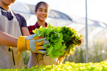 farmer ware agricultural gloves keep vegetable at hydroponic farm and observing growth vegetable...