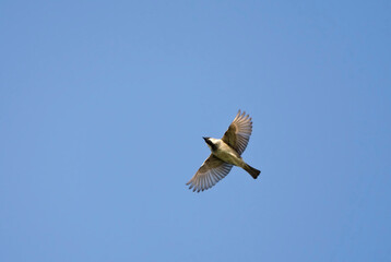 Huismus, House Sparrow, Passer domesticus