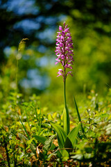 Helm-Knabenkraut, Orchis militaris,  Helmknabenkraut