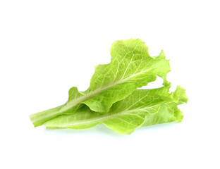 Fresh and green lettuce on white background, food concept;salad food.