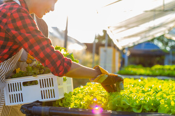 farmer ware agricultural gloves keep vegetable at hydroponic farm and observing growth vegetable...