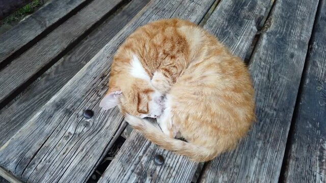 Sick or wounded ginger cat is trying to sleep on wooden picnic table
