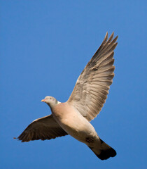 Houtduif, Common Wood Pigeon, Columba palumbus