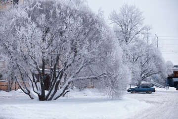 Winter forest landscape. Tall trees under snow cover. January frosty day in the park.