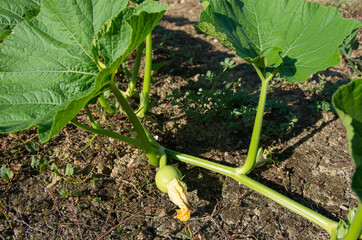 pumpkin grows in the garden