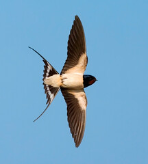 Barn Swallow, Boerenzwaluw, Hirundo rustica