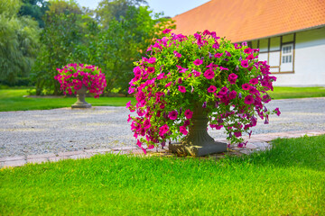 Beautiful park entrance with flowers, (petunia axillaries purple)