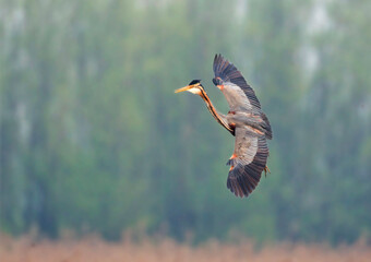 Purperreiger, Purple Heron, Ardea purpurea