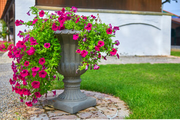 Beautiful park entrance with flowers, (petunia axillaries purple)