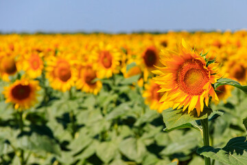 Beautiful yellow sunflowers on a sunflower field at summer