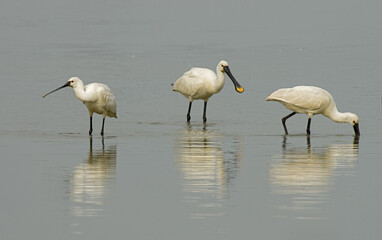 Eurasian Spoonbill, Lepelaar, Platalea leucorodia