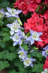 Close up of many blue and white flowers of Aquilegia Vulgaris, European columbine flowers in garden in a sunny spring day, beautiful outdoor floral background photographed with soft focus.