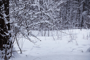 Winter forest. Landscape of the park in winter. Snow-covered trees at the edge.