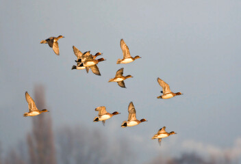 Smient, Eurasian Wigeon, Anas penelope