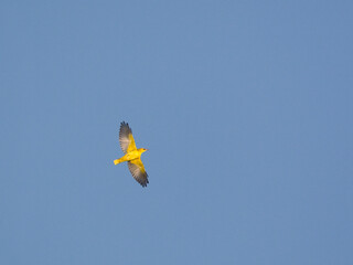Wielewaal, Golden Oriole, Oriolus oriolus