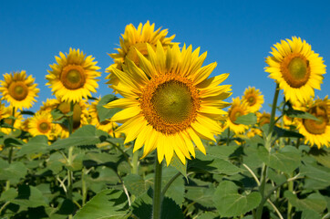 Fototapeta premium Sunflower oilseed plant