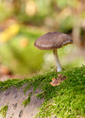 Mushrooms in the Forest (Bergwerkswald, Grossen-Linden, Hessia Germany) during awalk in autum