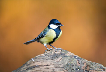 Koomees, Great Tit, Parus major