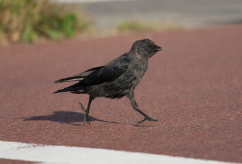 Western Jackdaw, Corvus monedula