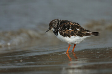 Steenloper, Ruddy Turnstone, Arenaria interpres