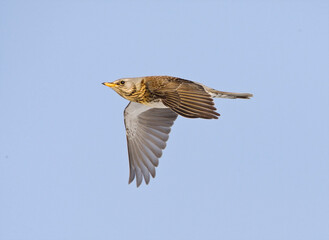 Kramsvogel, Fieldfare, Turdus pilaris