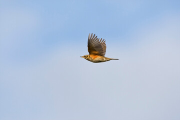 Koperwiek, Redwing, Turdus iliacus