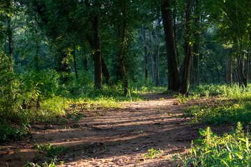 Fototapeta premium path in the woods