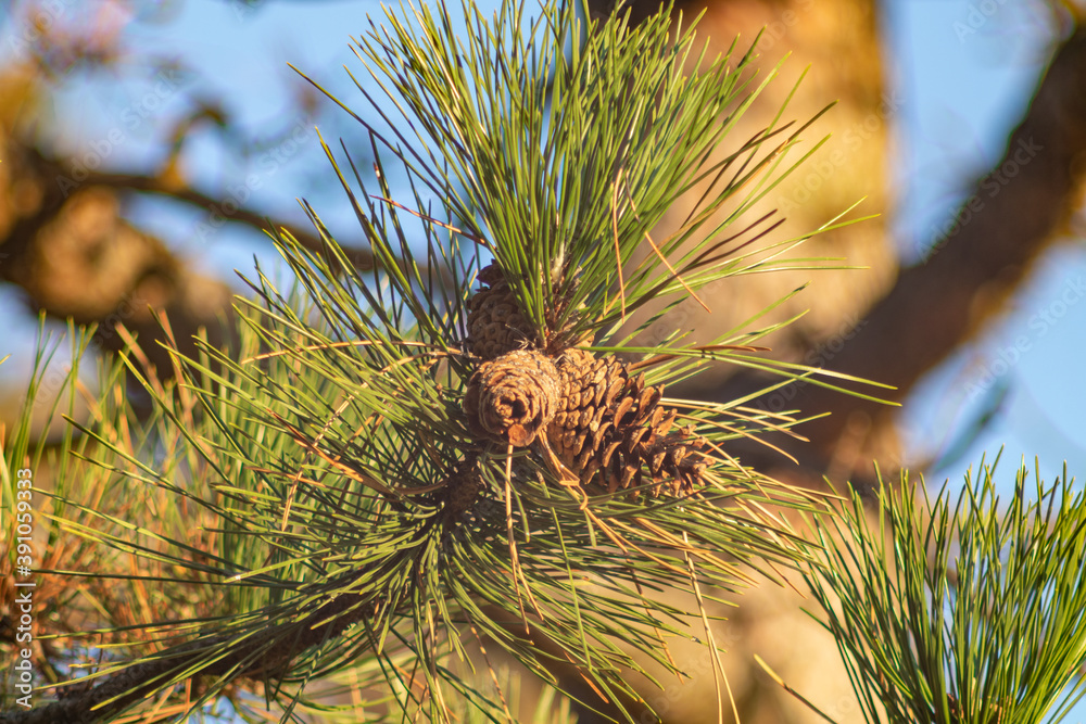 Wall mural branch with cones