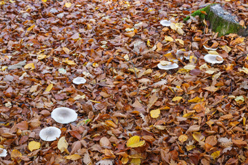 Mushrooms in the Forest (Bergwerkswald, Grossen-Linden, Hessia Germany) during awalk in autum
