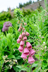Vivid pink flowers of Digitalis plant, commonly known as foxgloves, in full bloom and green grass in a sunny spring garden, beautiful outdoor floral background photographed with soft focus. © Cristina Ionescu