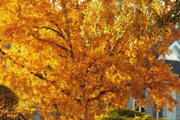 Blurred background with beautiful autumn bokeh. Bright deciduous tree with saturated orange leaves.