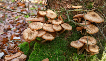 Fototapeta premium Mushrooms in the Forest (Bergwerkswald, Grossen-Linden, Hessia Germany) during awalk in autum