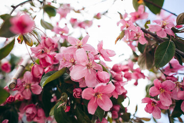 pink cherry blossoms, flowers bloomed on the cherry tree, pink flower, blooming in the garden