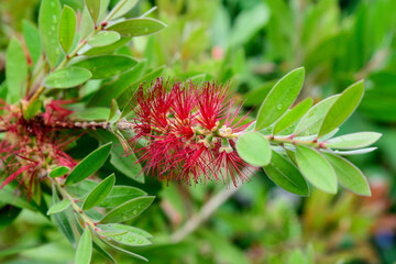 Close up of delicate red Callistemon flower, commonly known as bottlebrushes, in a garden in a sunny summer day, floral background photographed with soft focus.
